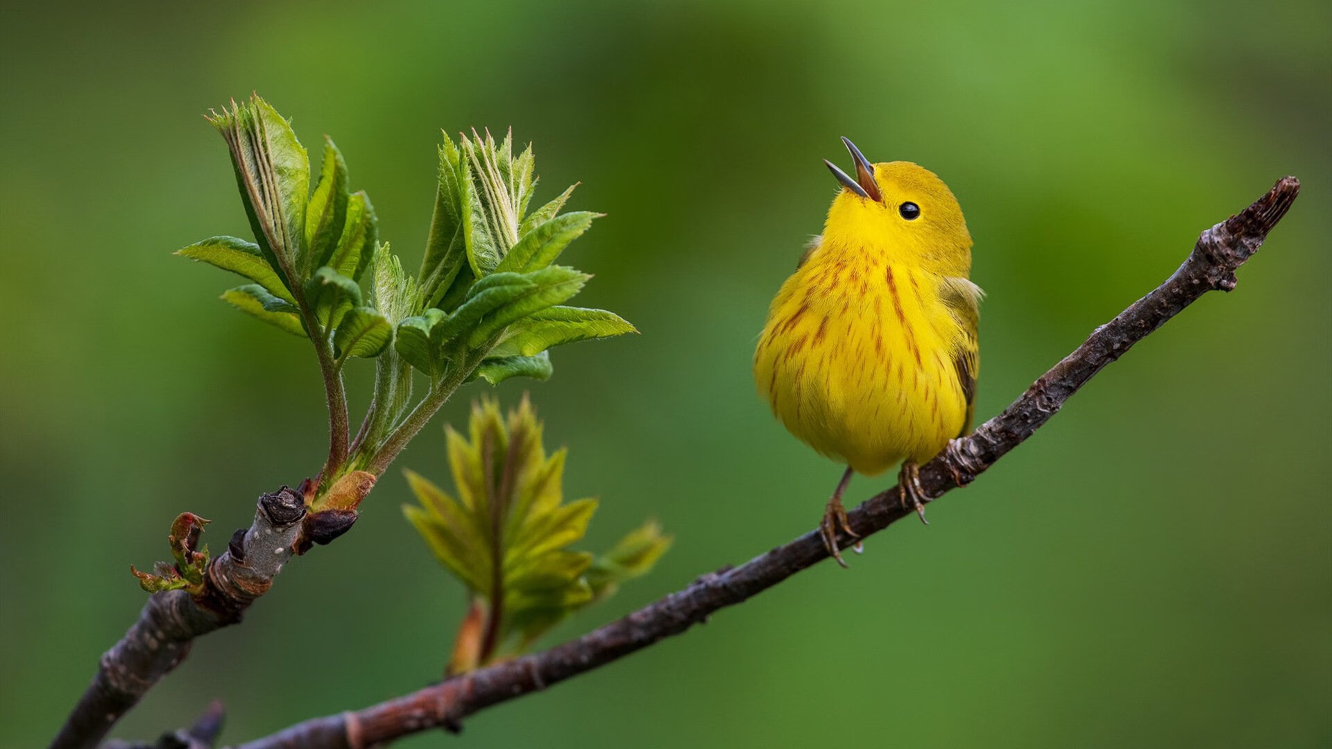 中国三人篮球男队防守强度提升,中国男篮三人篮球队员是谁