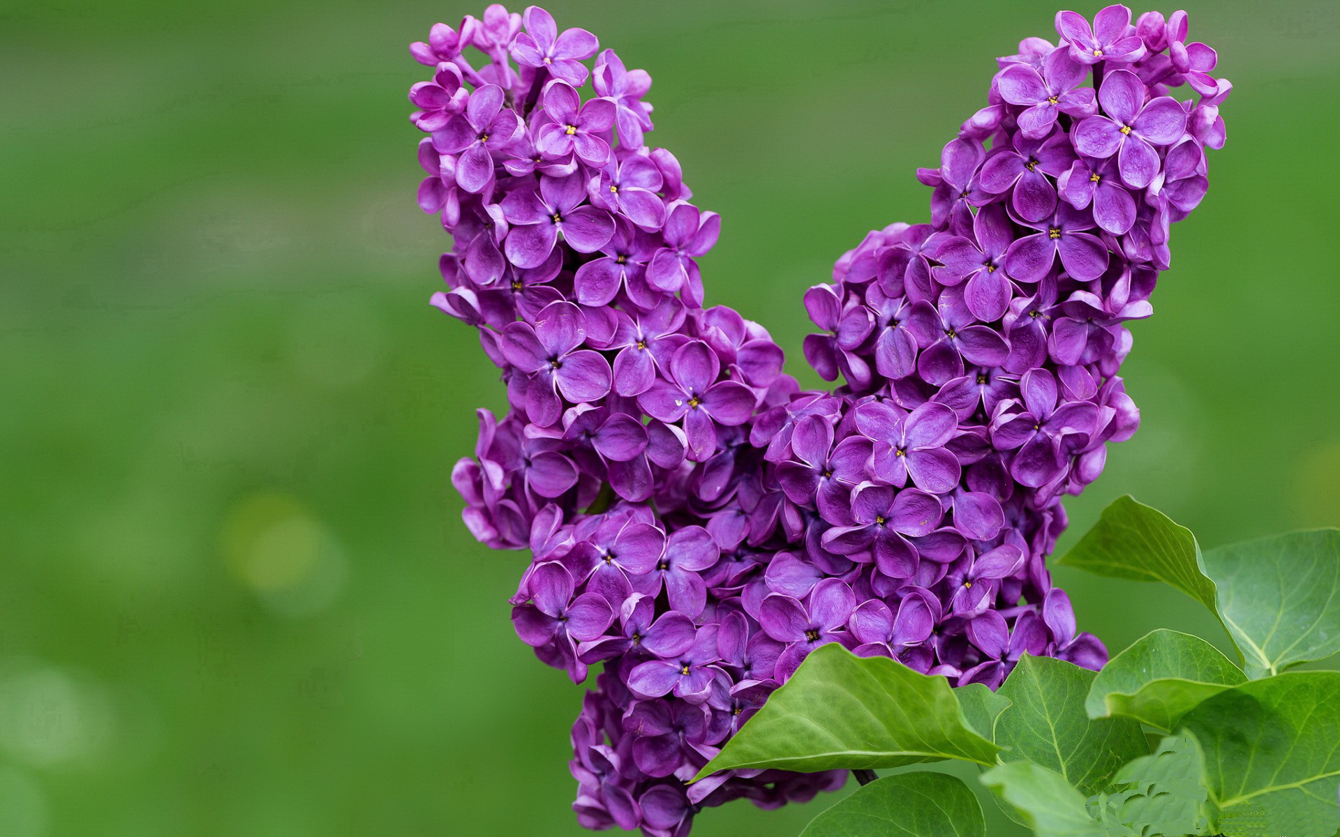 开云体育链接-中美蝶泳200米赛事节奏谱分析，200米蝶泳中国