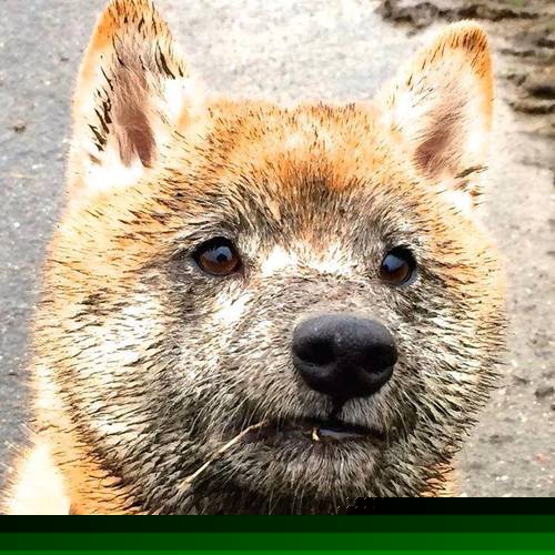 开云体育app下载-沃尔夫斯堡围绕中场核心构建战术体系，沃尔夫斯堡队