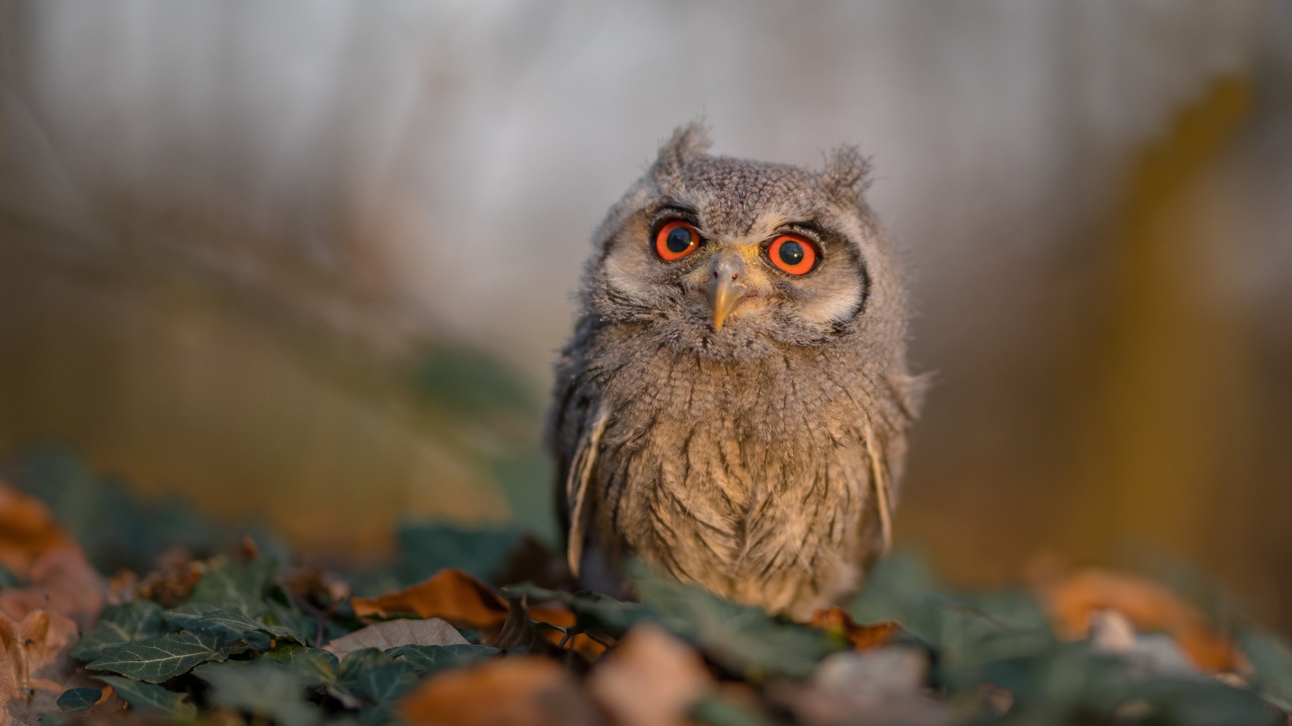 足球俱乐部投入减少转会策略趋稳,足球俱乐部球员转会