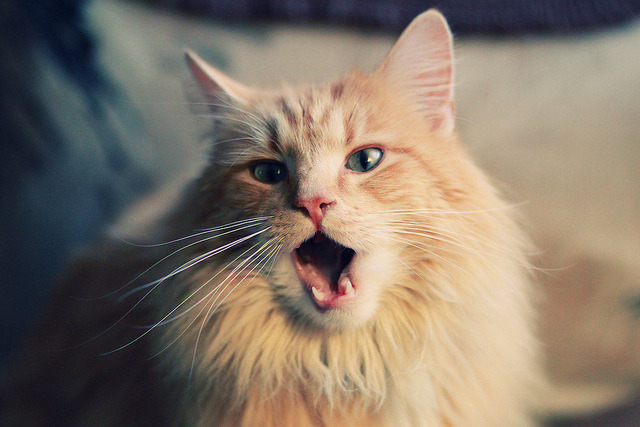 中国男子接力决赛发挥稳健赢得喝彩,中国男子接力比赛4×100决赛时间