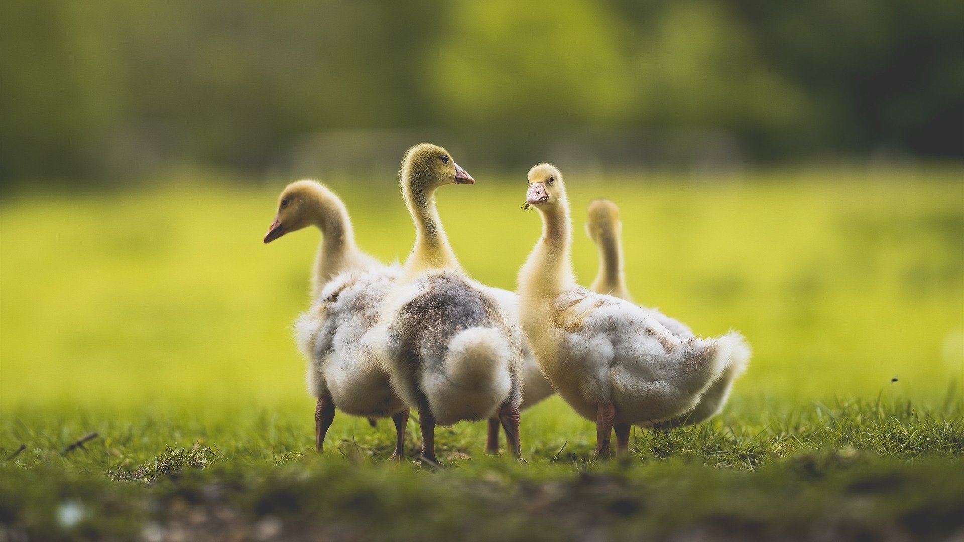 开云体育官网app-乌干达男篮在非洲锦标赛中持续奋战，迈向奥运梦想，乌干达男足
