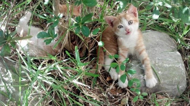 巴勒斯坦男篮在西亚锦标赛中拼搏,期待崛起