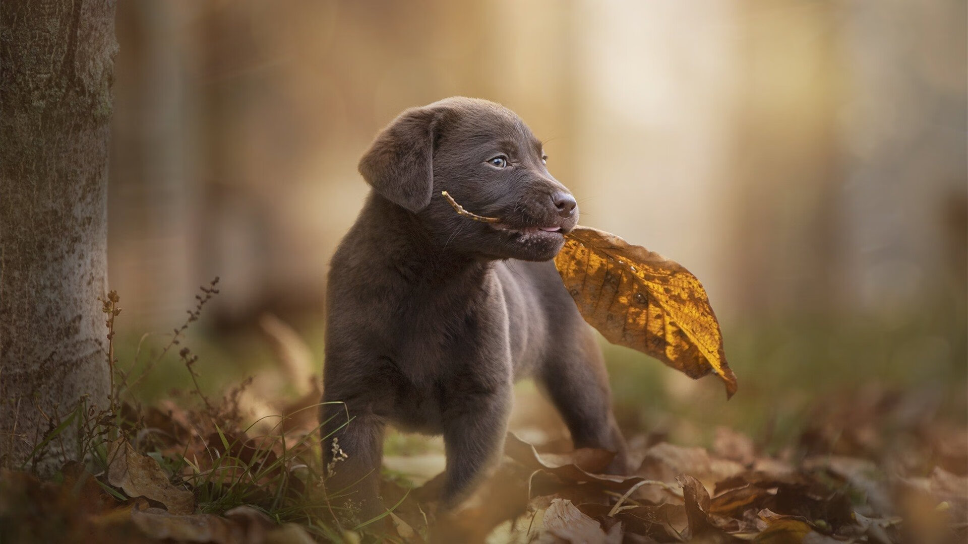 希腊女篮在欧洲锦标赛中持续发光,力争金牌称冠,希腊女篮世界排名