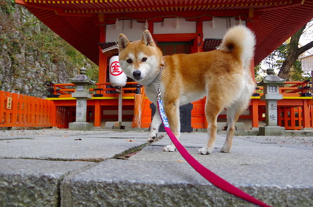 德甲闪耀全场:流畅节奏、大开大合,德甲节奏快