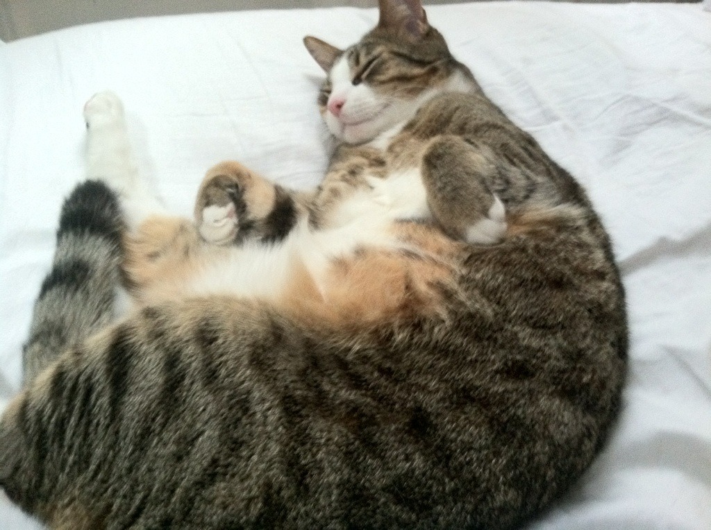 开云体育娱乐-新闻中心通报体育赞助商变更信息及协议内容，体育活动赞助商