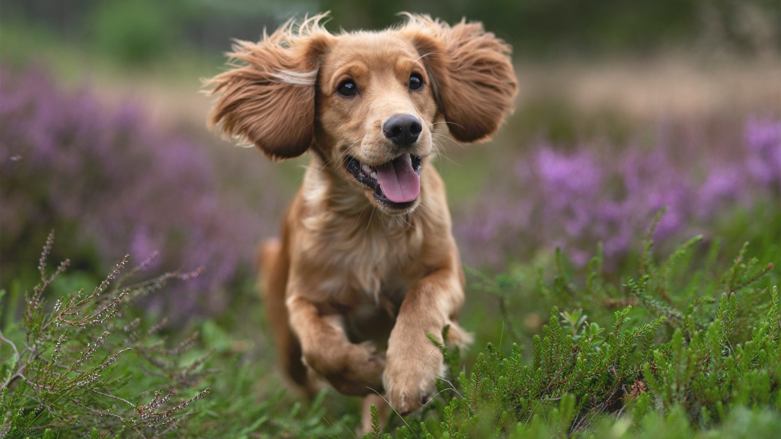 法甲青训崛起:未来巨星在这片绿茵扬帆!,法甲 百科