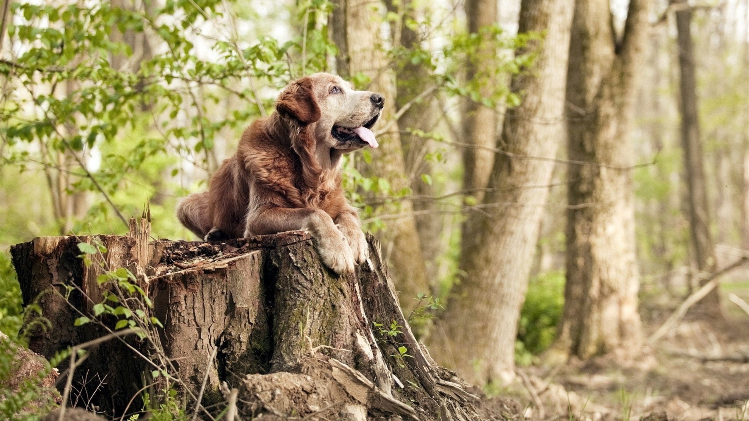 澳大利亚接力队后半程强势发力夺得佳绩,澳大利亚队大名单