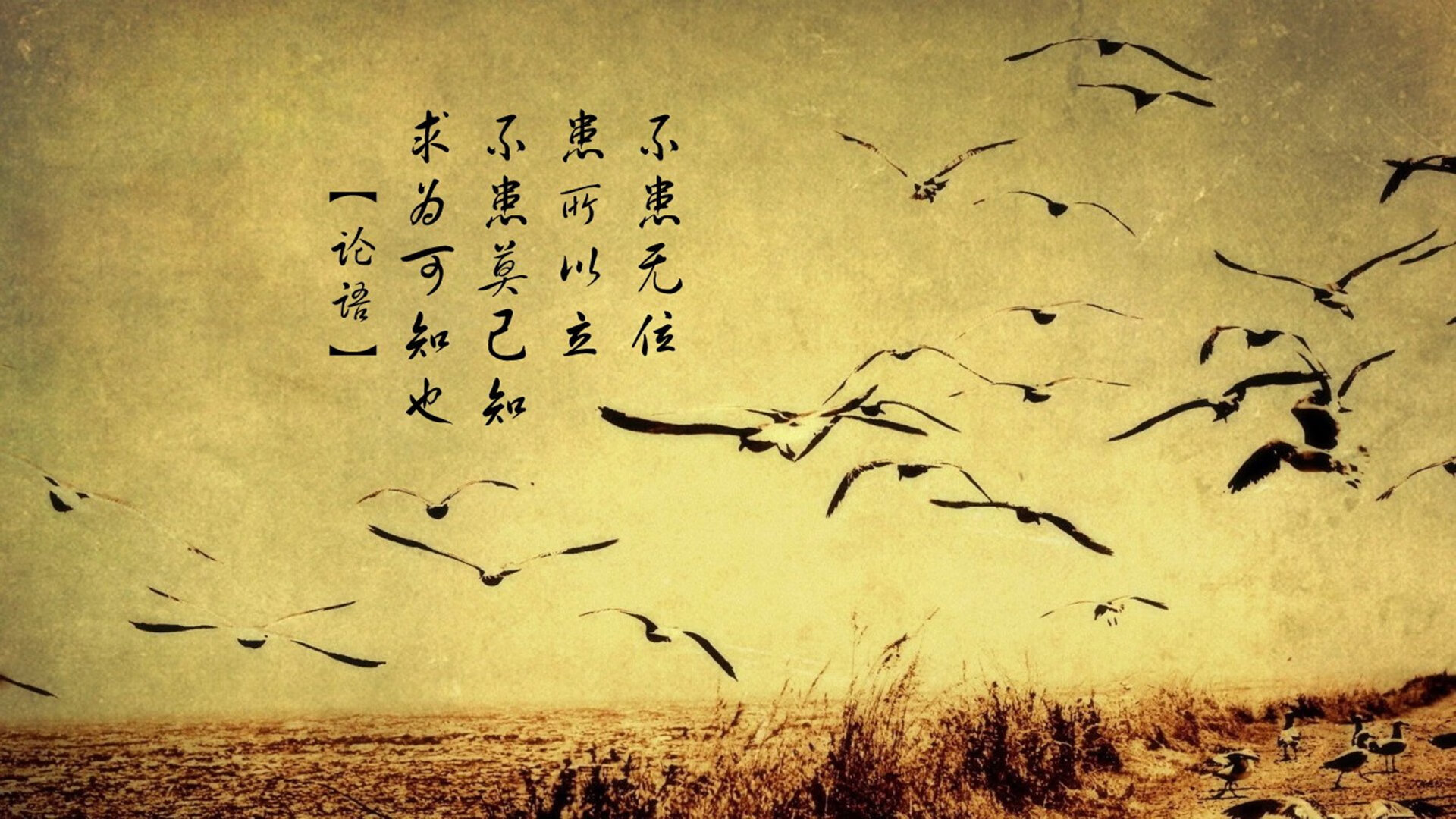 爱尔兰男子橄榄球在国际舞台稳步提升，爱尔兰式橄榄球