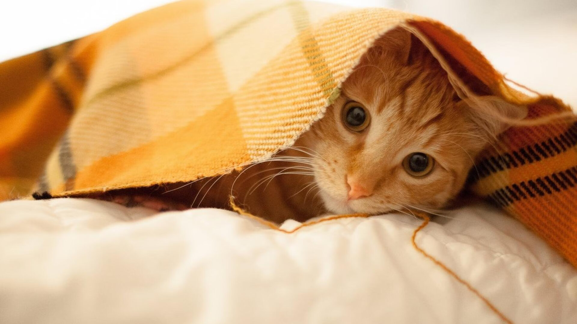 美洲杯巅峰对决:战术博弈中的精彩瞬间,美洲杯季军战