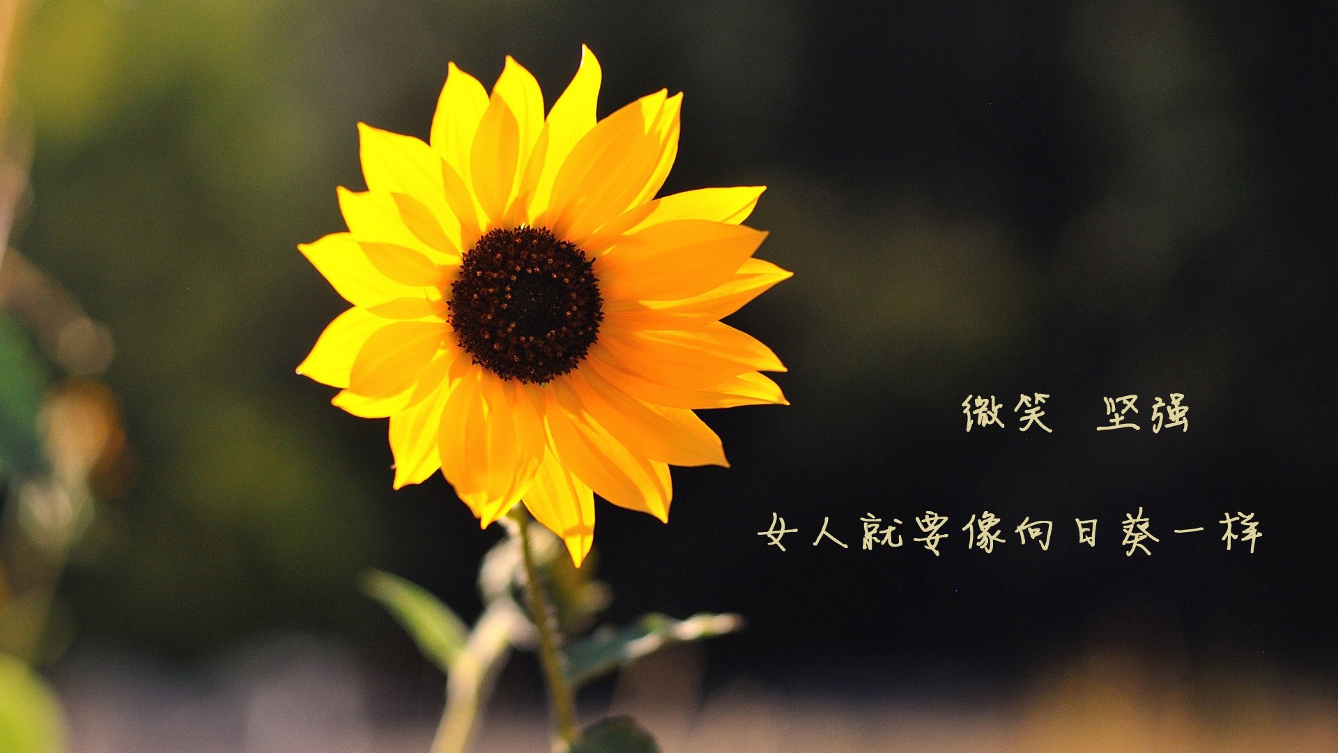 英超球队的财务精准分析，英超球队盈利